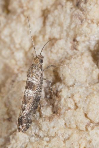 Réf. 242 454 : Digitivalva sp.